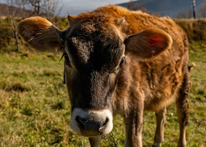 Daj Spokoj شتوروك